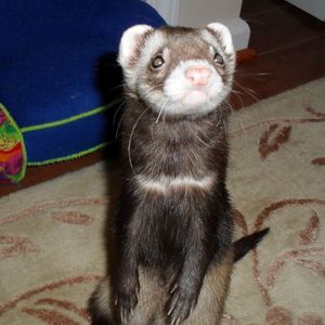 Meet your Posher, Susan